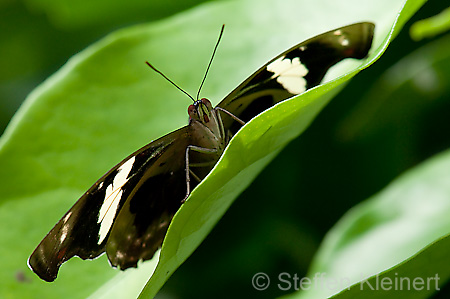 175 Feinschmecker - Catonephele numila